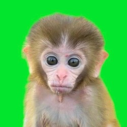 baby-monkey