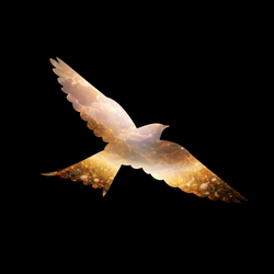 in-the-name-of-freedom