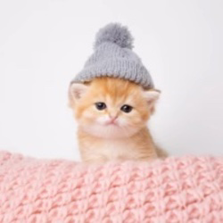 kitten-wif-hat