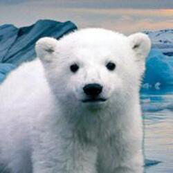 knut-from-zoo