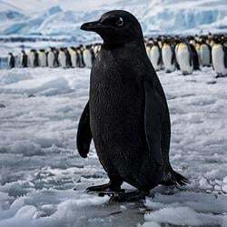 the-black-penguin