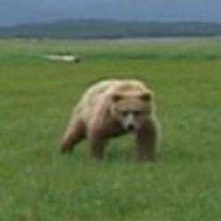 the-mercy-of-the-bear